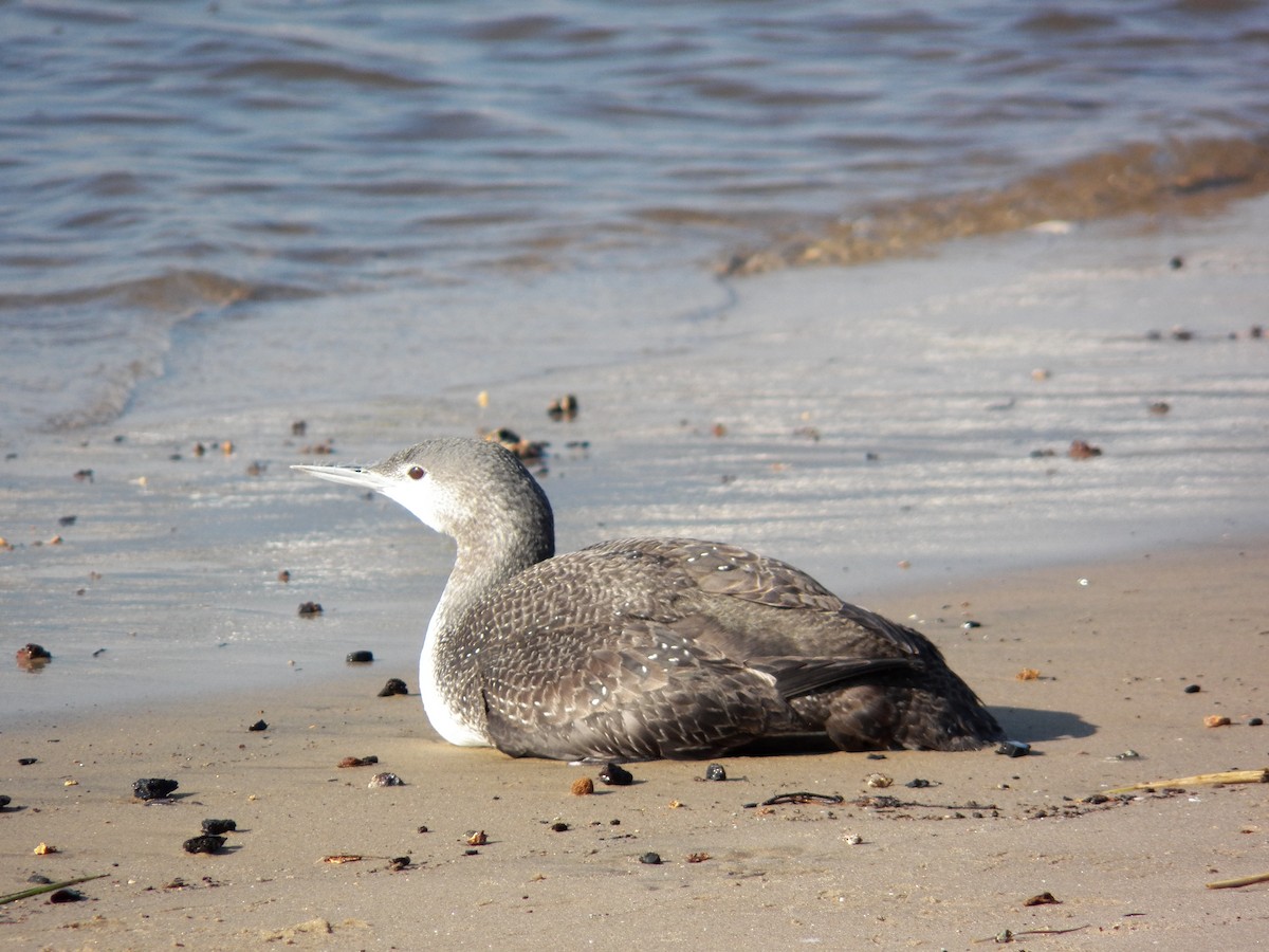 Red-throated Loon - ML23602791
