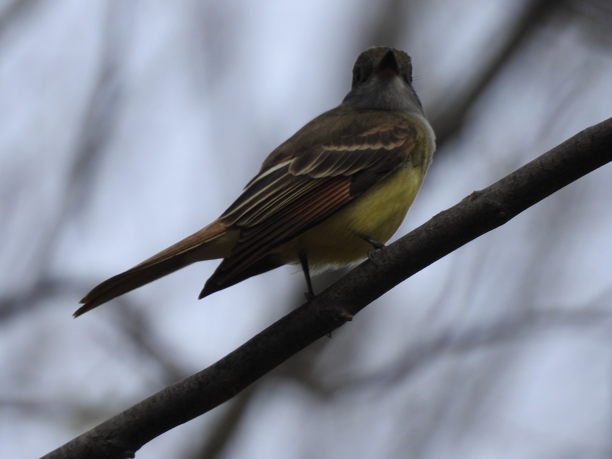 Great Crested Flycatcher - ML236027911