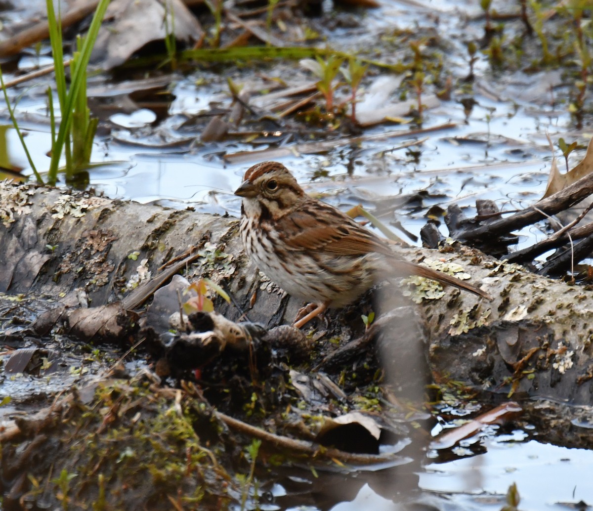 Song Sparrow - ML236027971