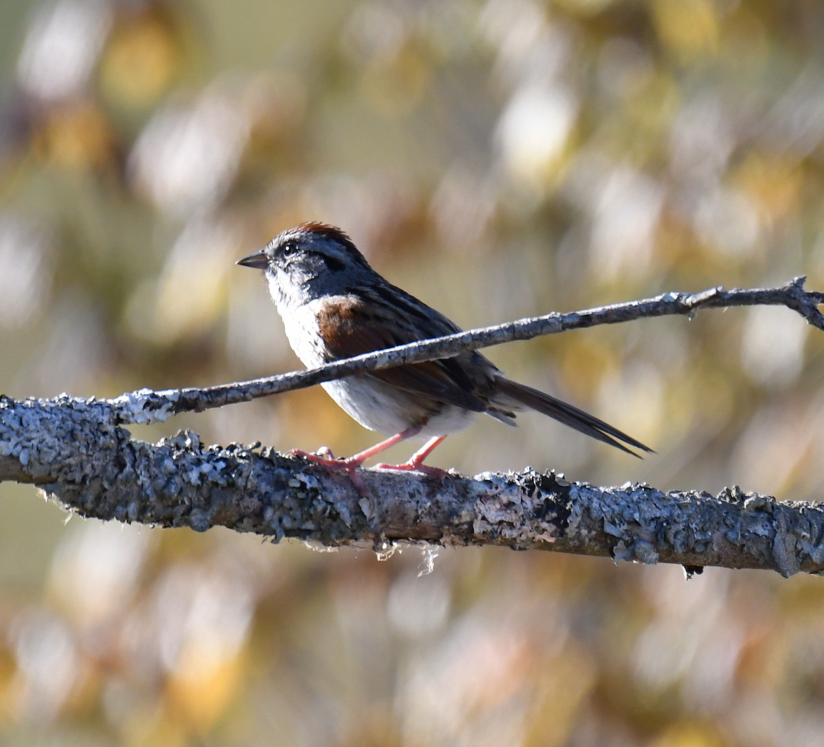 Swamp Sparrow - ML236028041