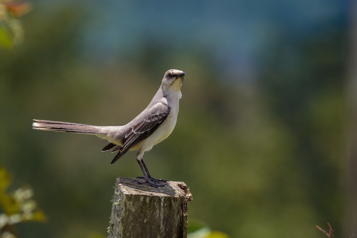 Tropical Mockingbird - ML236029281