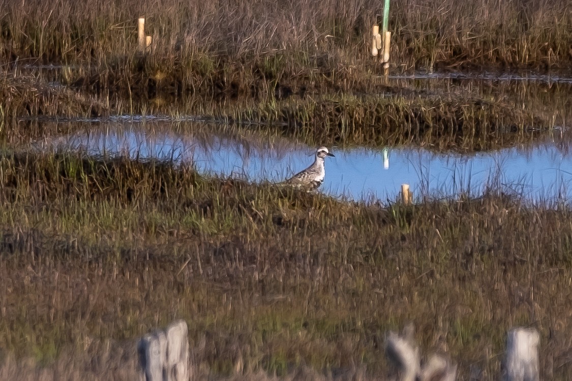 Black-bellied Plover - ML236030351