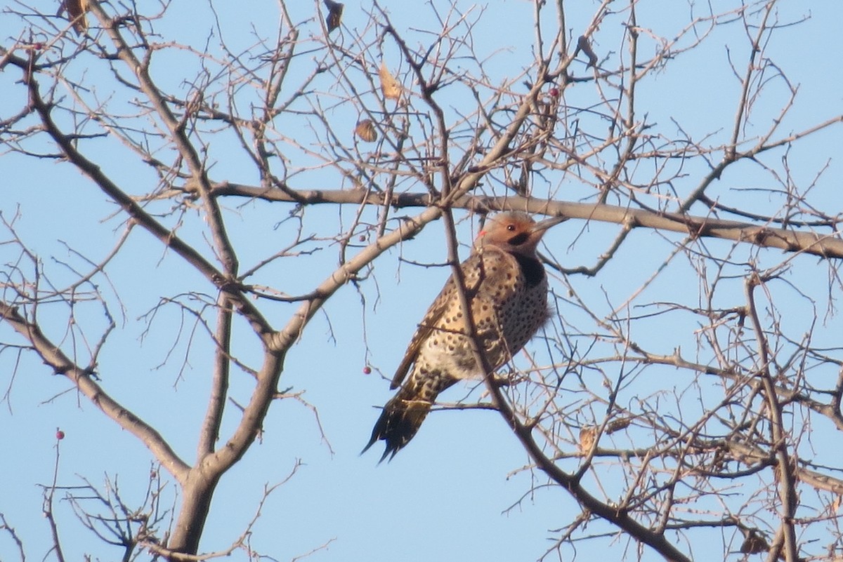 Northern Flicker (Yellow-shafted) - Bob Nieman