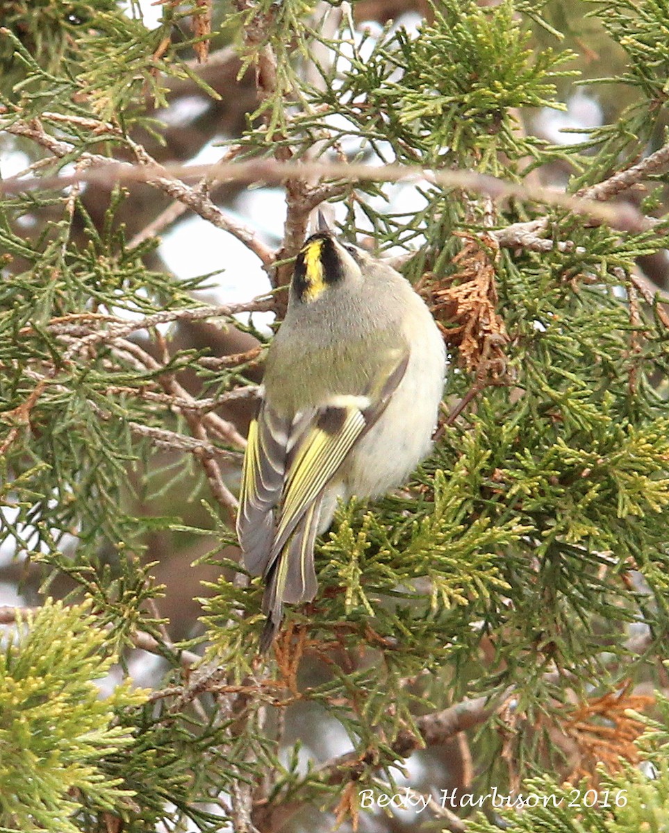 Golden-crowned Kinglet - ML23603241