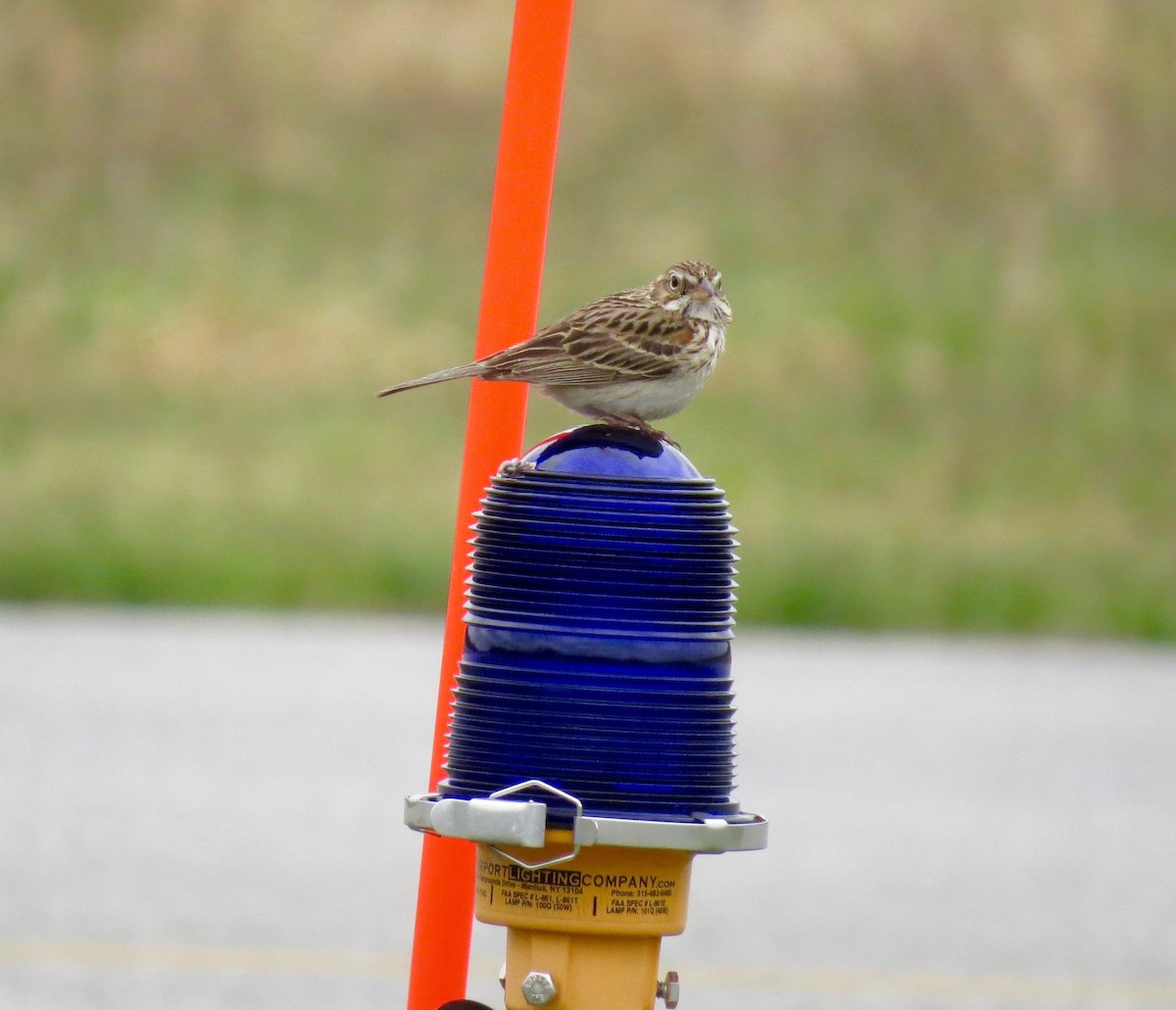 Vesper Sparrow - ML236033941