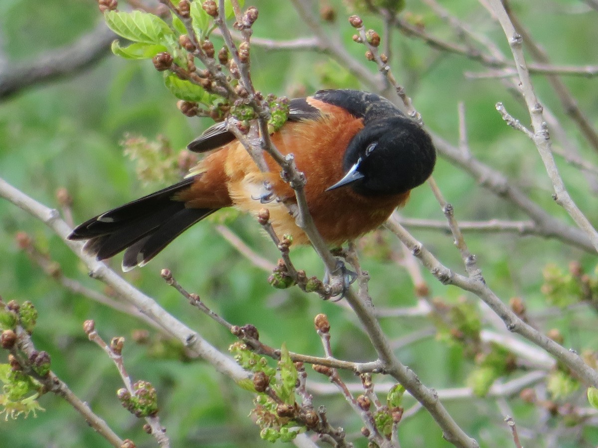 Orchard Oriole - ML236034571