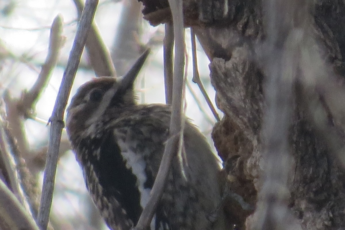 Yellow-bellied Sapsucker - ML23603461