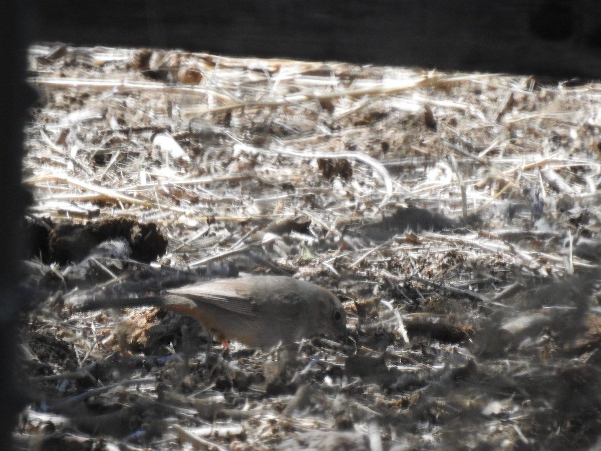 Canyon Towhee - ML236034771