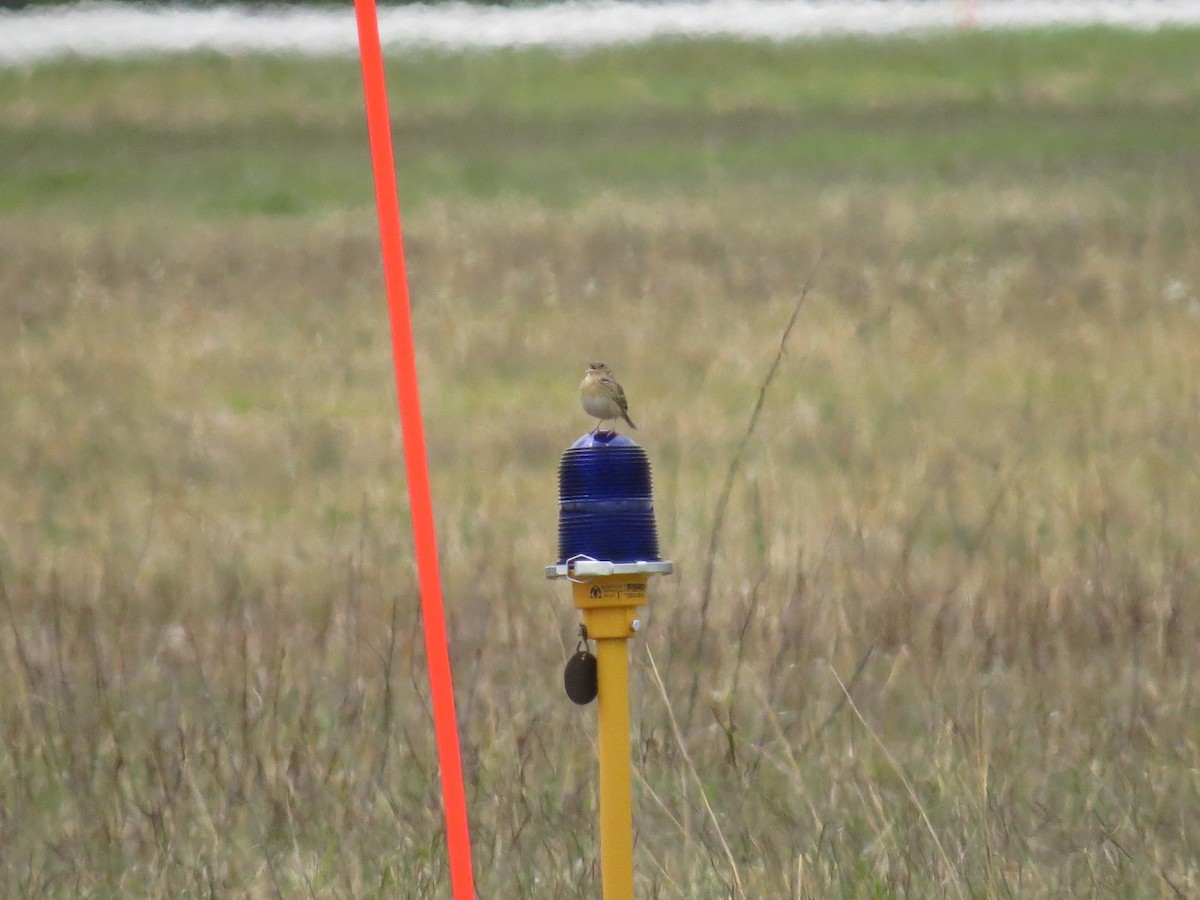 Grasshopper Sparrow - ML236034821