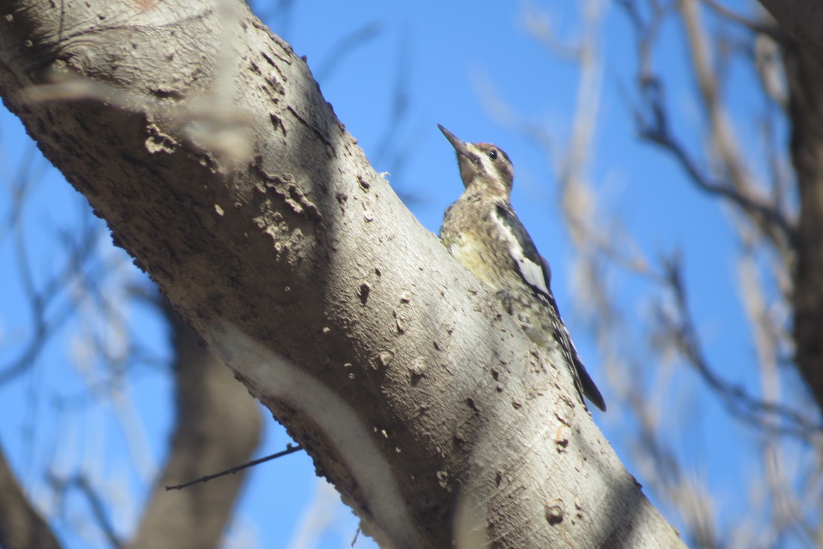 Yellow-bellied Sapsucker - Bob Nieman