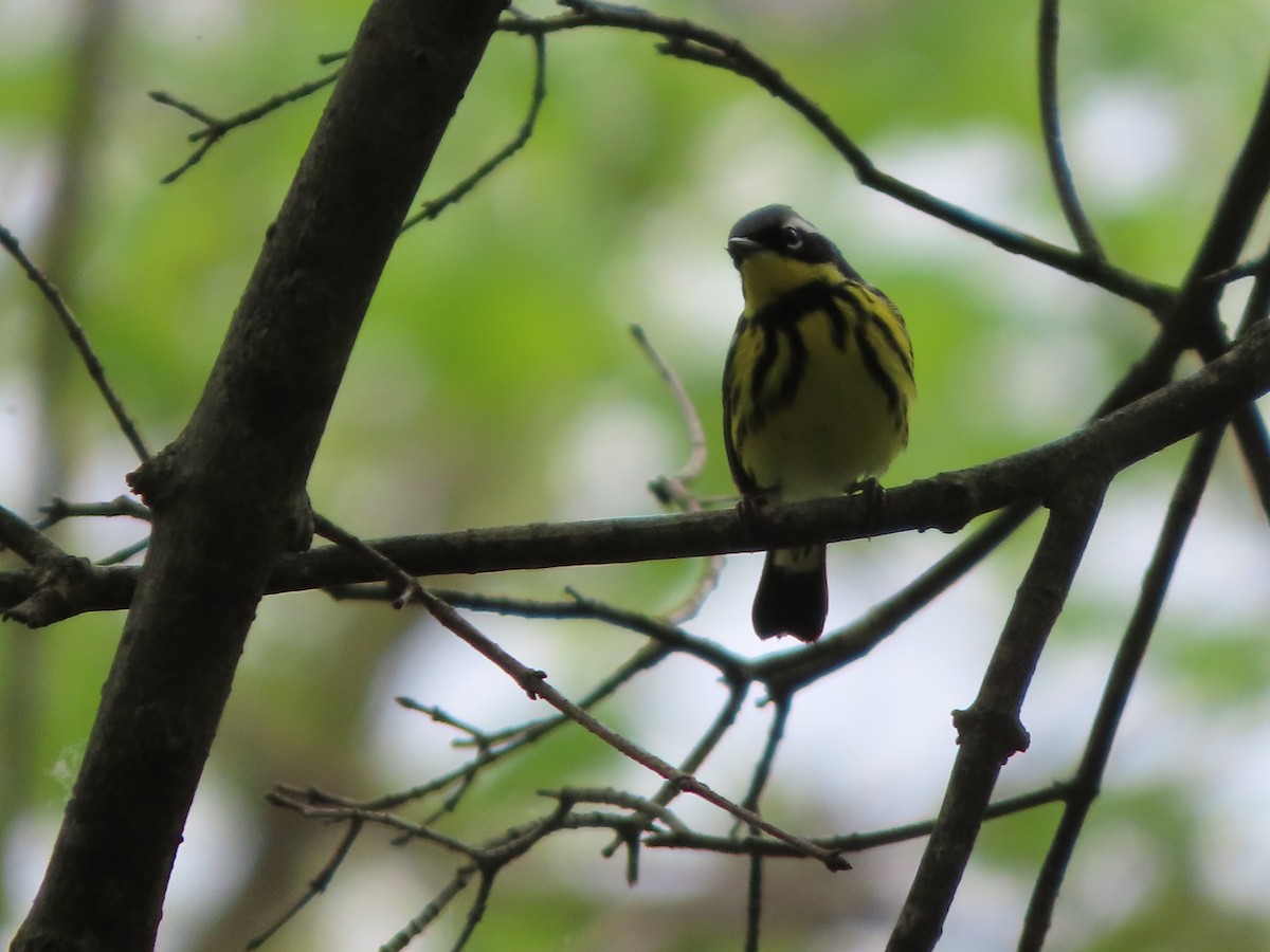 Magnolia Warbler - ML236037481