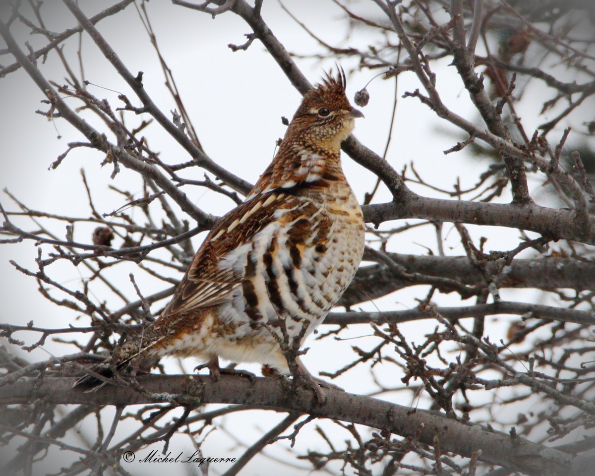 Ruffed Grouse - ML23603841