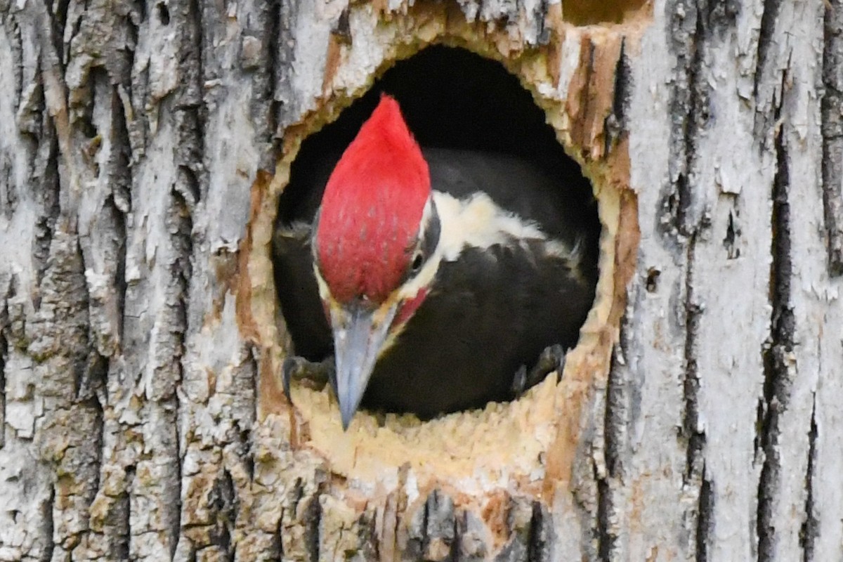Pileated Woodpecker - ML236039421