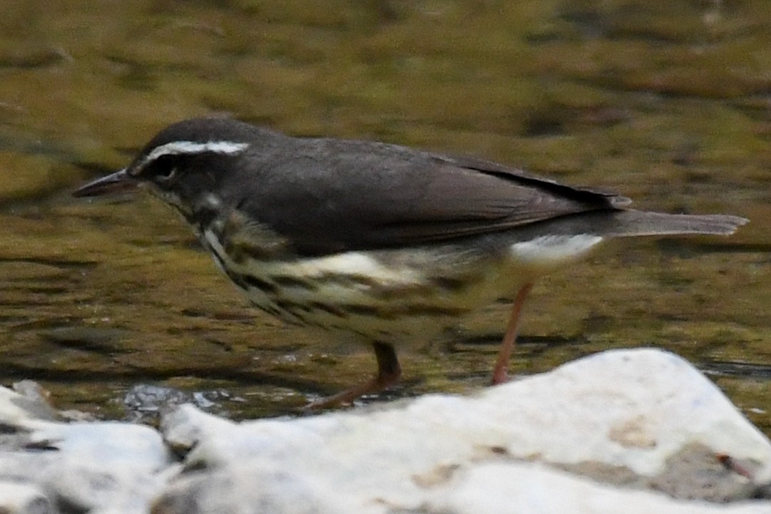 Louisiana Waterthrush - ML236039611