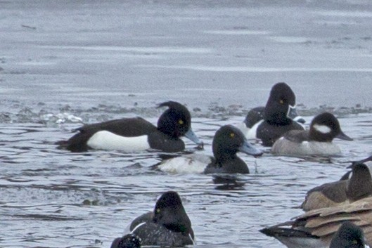 Tufted Duck - ML23604001