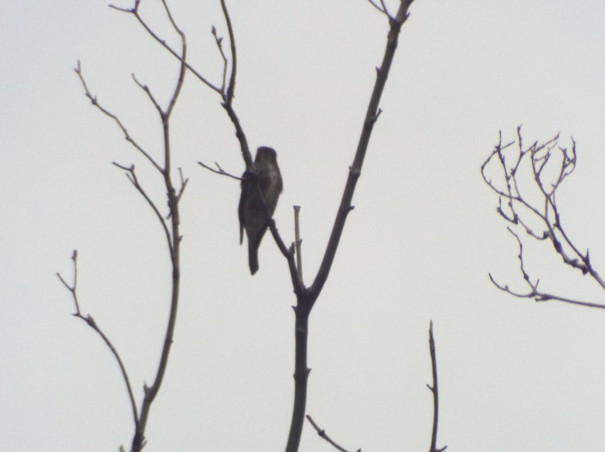 Olive-sided Flycatcher - ML236040601