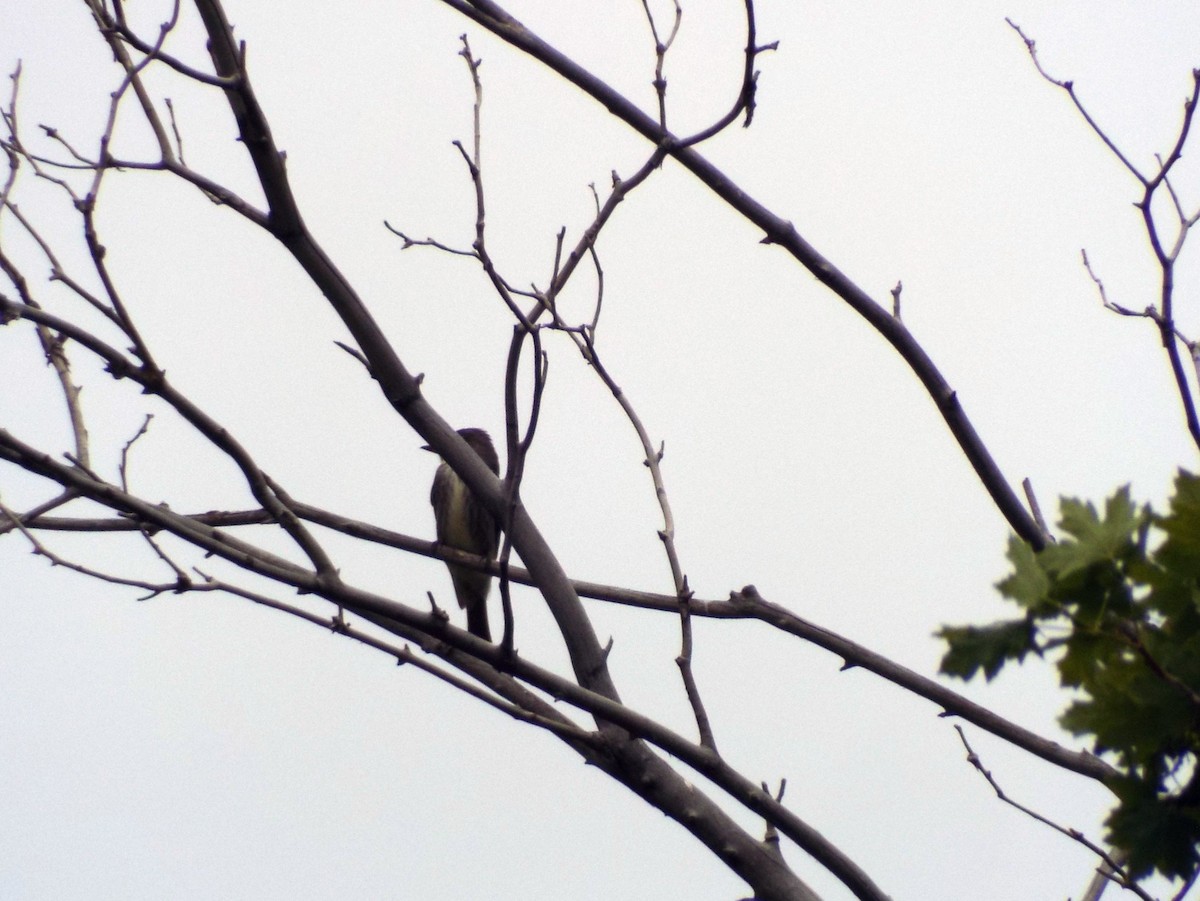 Olive-sided Flycatcher - ML236040781