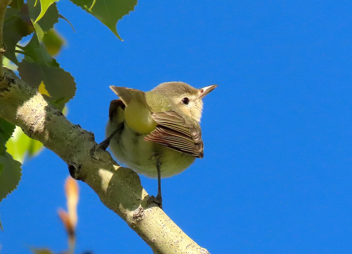 Warbling Vireo (Eastern) - Ted Floyd