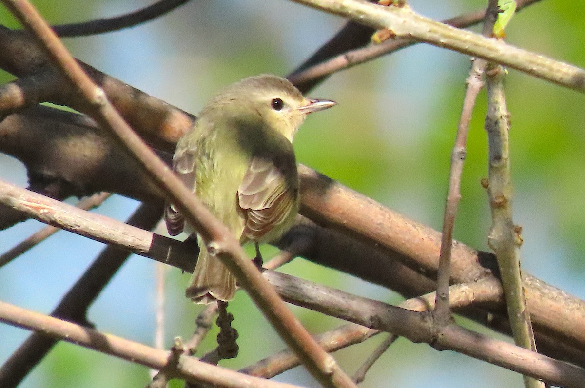 Warbling Vireo (Eastern) - Ted Floyd