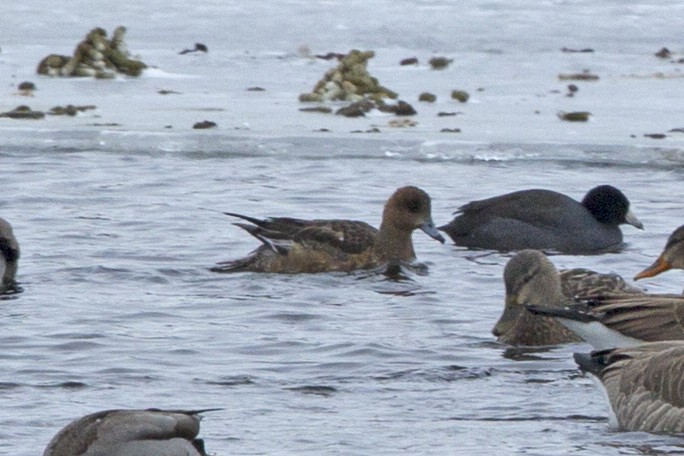 Eurasian Wigeon - ML23604281