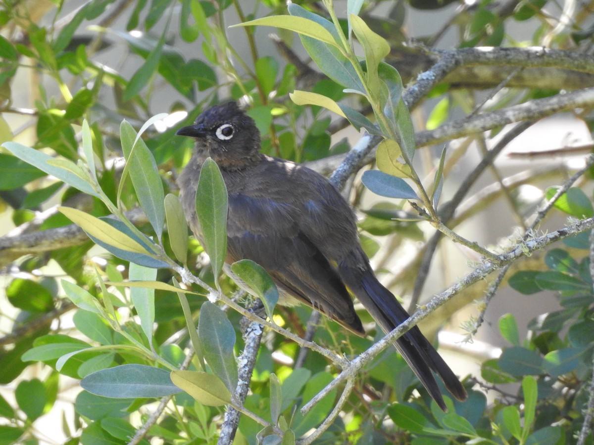 Cape Bulbul - ML236042921