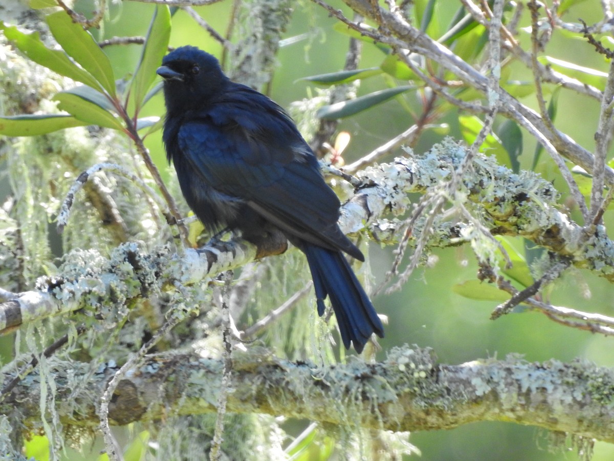 Fork-tailed Drongo - ML236043001