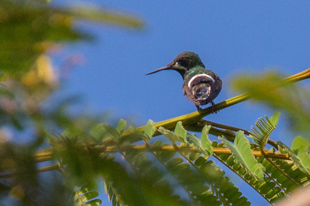 Green Thorntail - Rolf Simonsson