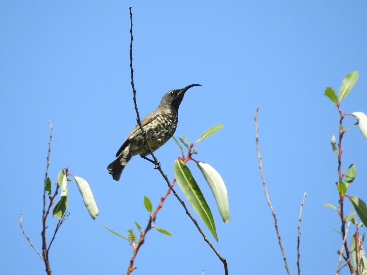 Amethyst Sunbird - ML236043061