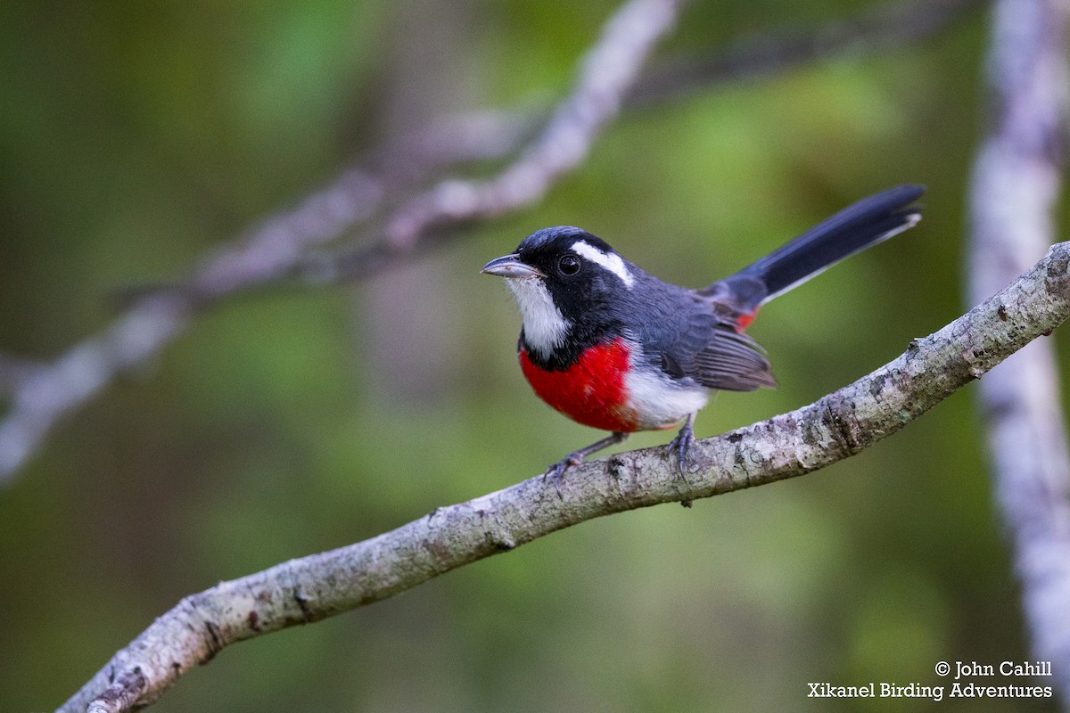 Red-breasted Chat - ML236043321