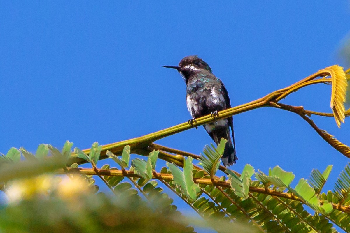 Green Thorntail - Rolf Simonsson