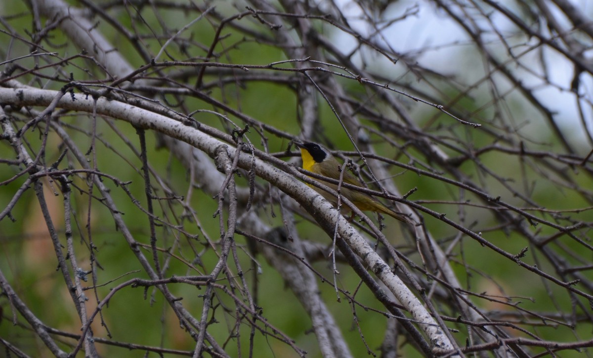 Common Yellowthroat - Christopher Theile