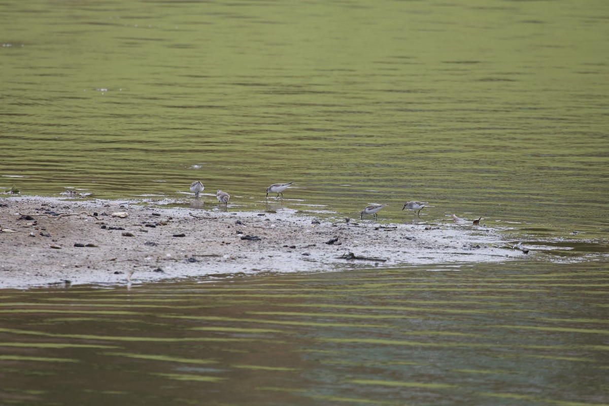 Semipalmated Sandpiper - ML236045751