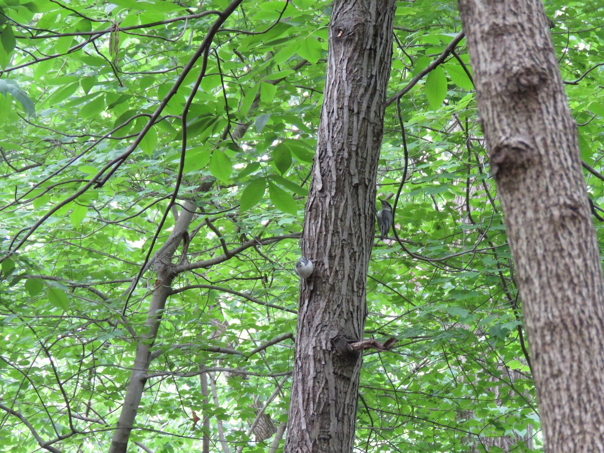 White-breasted Nuthatch - ML236045851