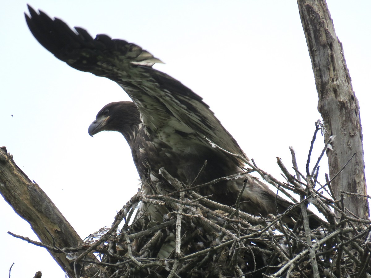 Bald Eagle - Ann Tanner