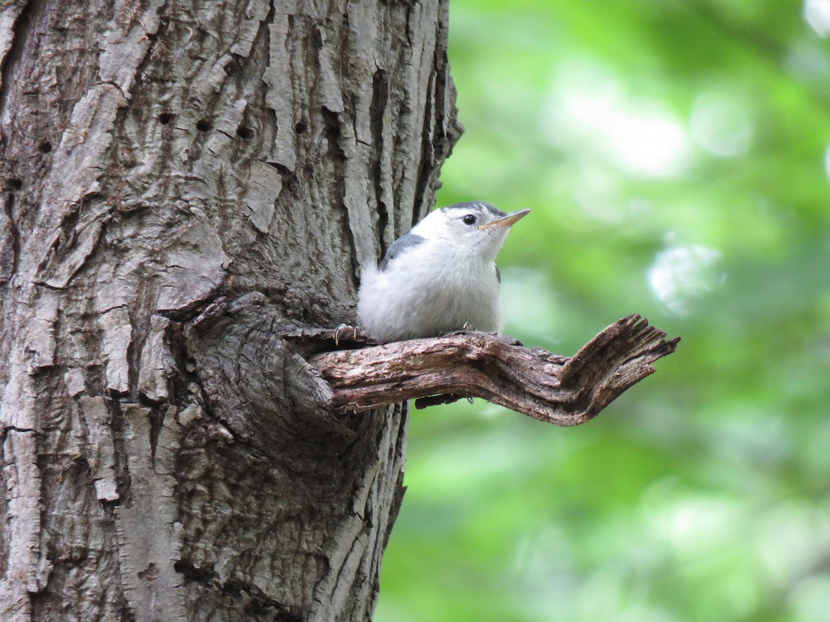 White-breasted Nuthatch - ML236045911