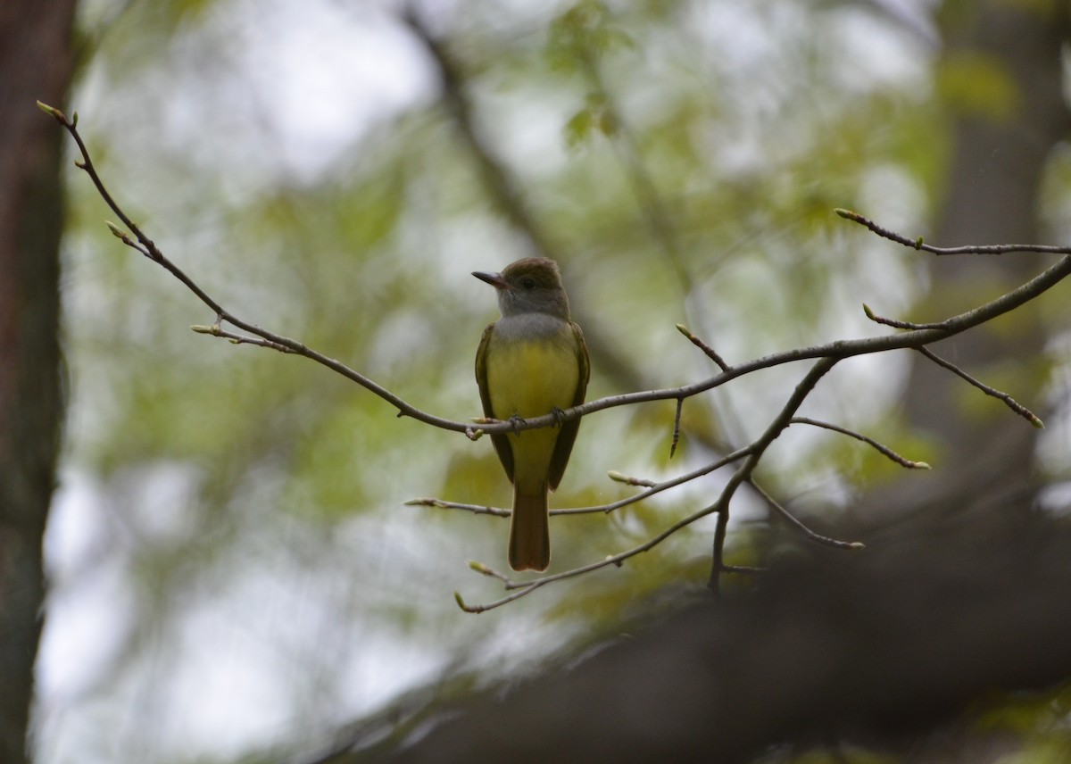 Great Crested Flycatcher - ML236046821