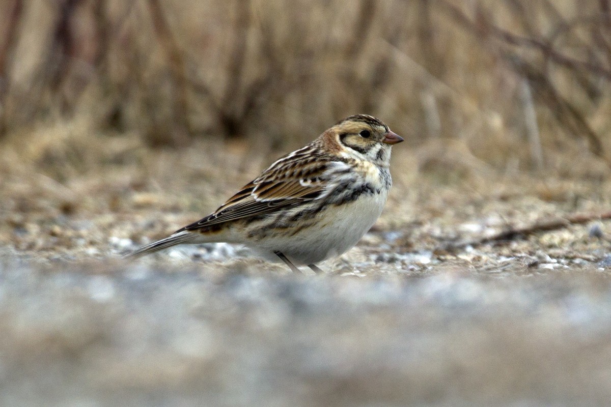 Lapland Longspur - ML23604691