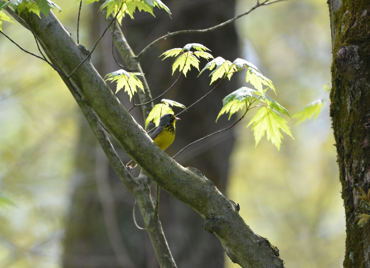 Canada Warbler - ML236047231