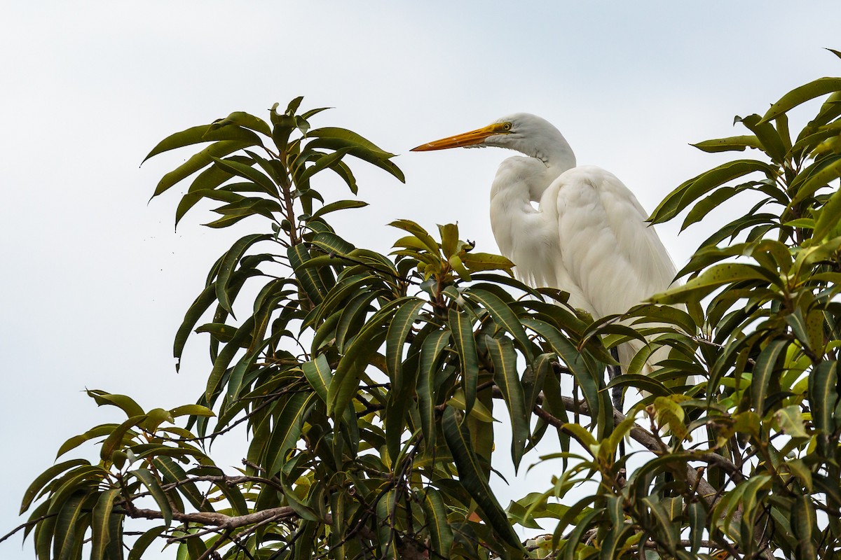 Great Egret - ML236047351