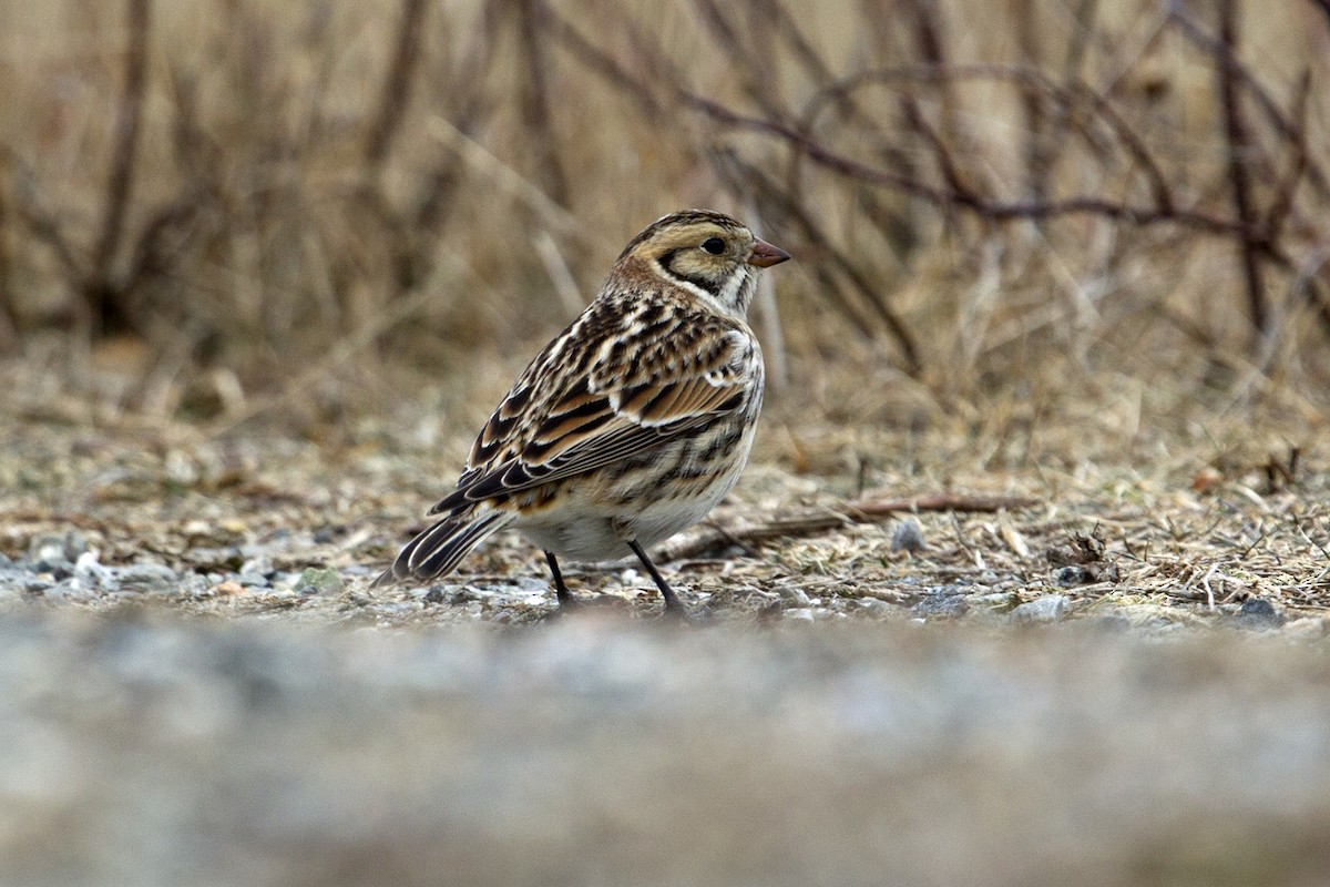 Lapland Longspur - ML23604801
