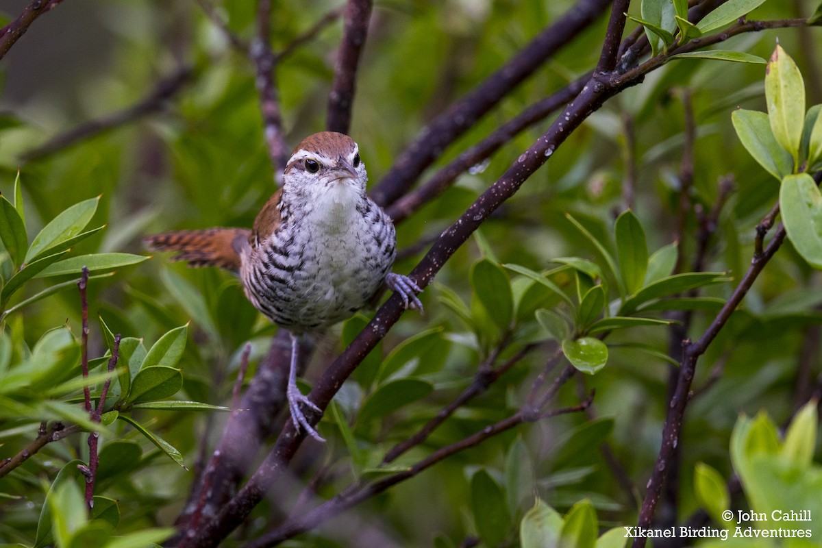 Banded Wren - ML236048851