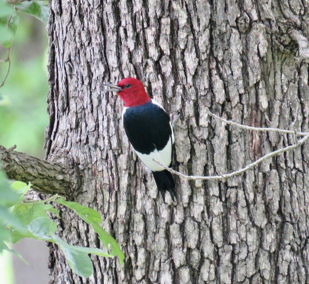 Red-headed Woodpecker - ML236048991