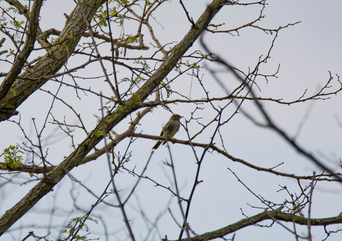 Eastern Wood-Pewee - ML236049391