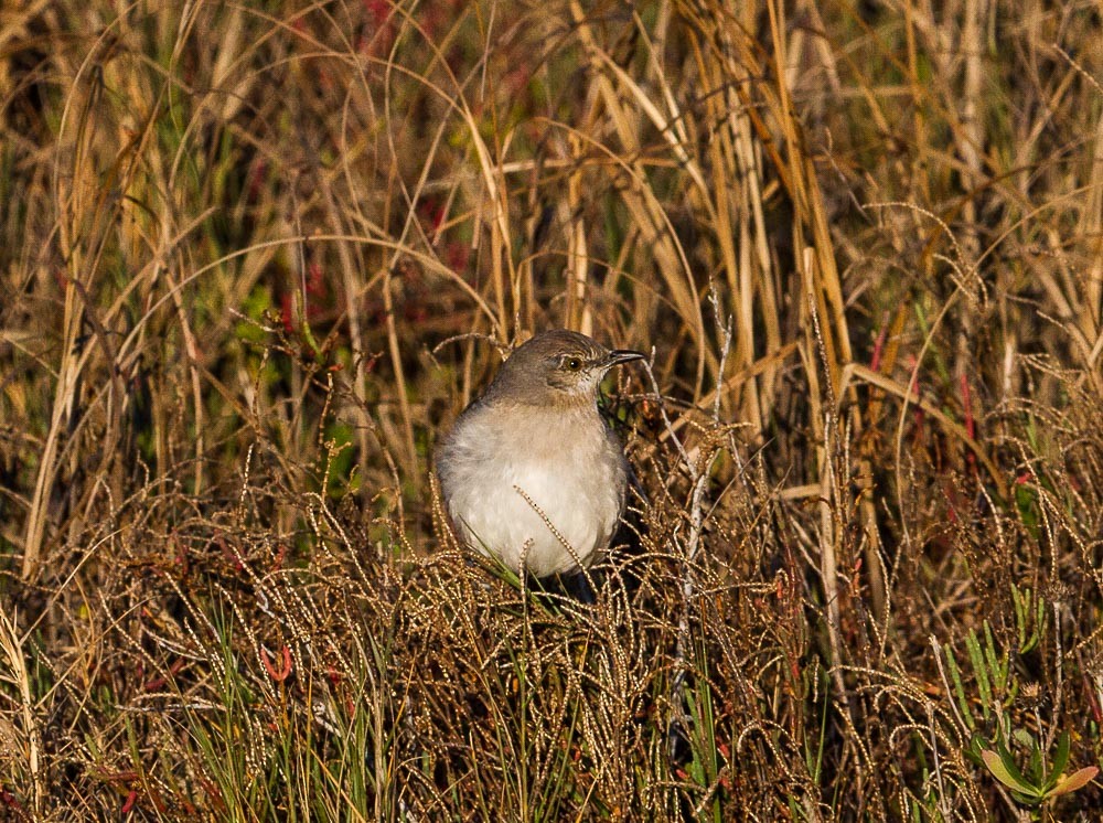 Northern Mockingbird - ML23604981