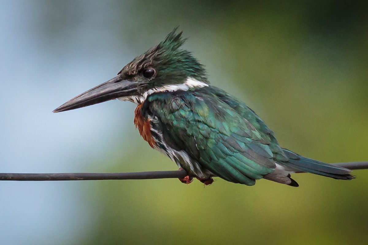 Amazon Kingfisher - Rolf Simonsson