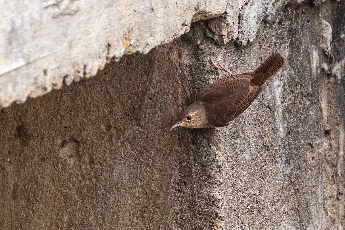 House Wren - ML236050711