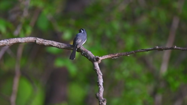 Red-breasted Chat - ML236050831