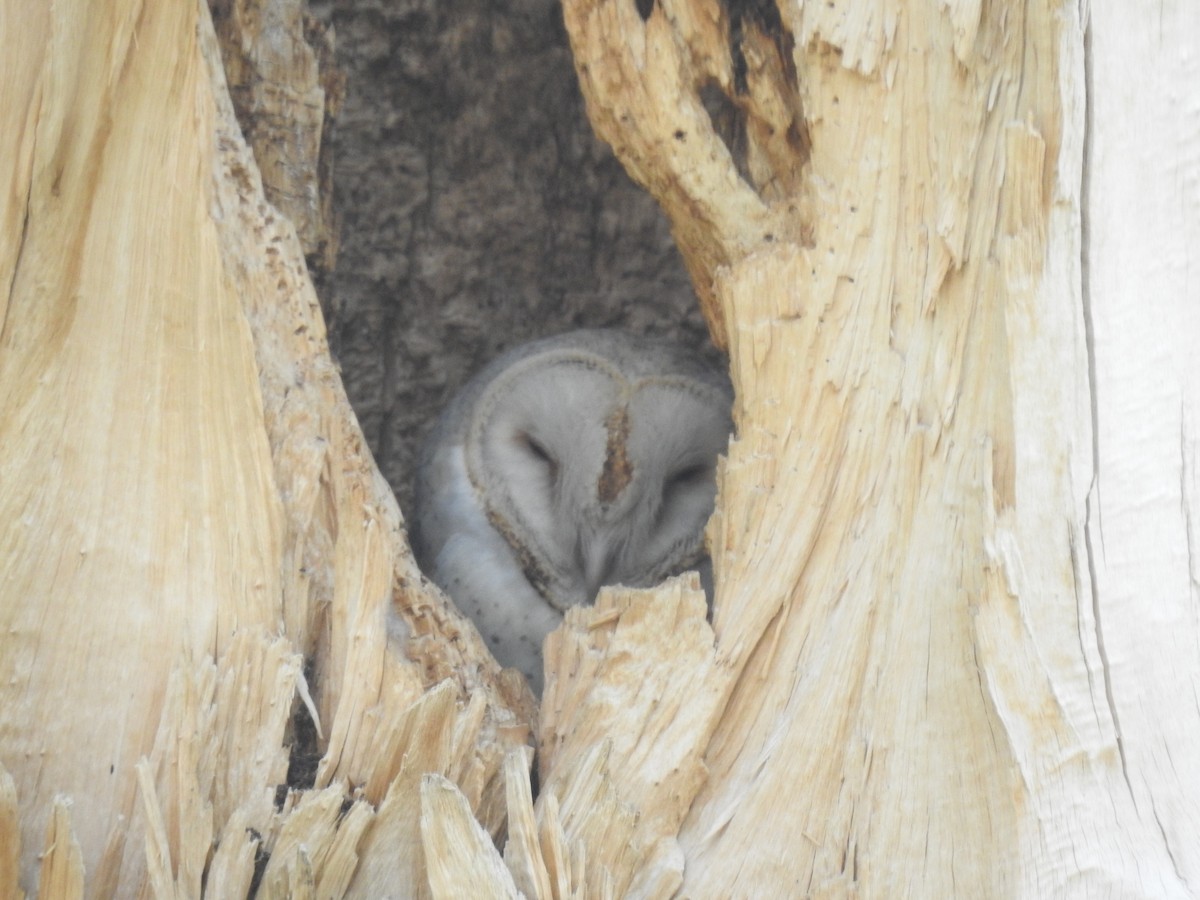 American Barn Owl - ML236052081
