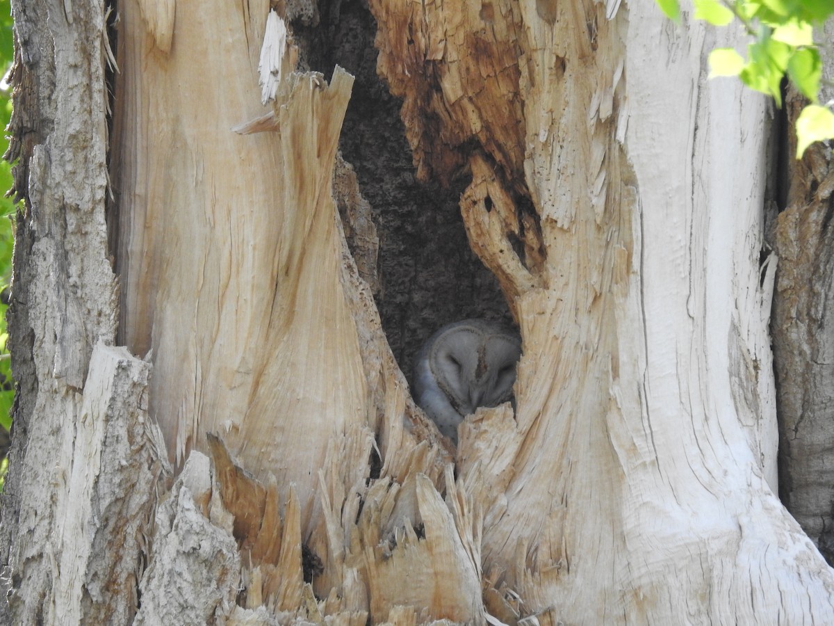American Barn Owl - ML236052181