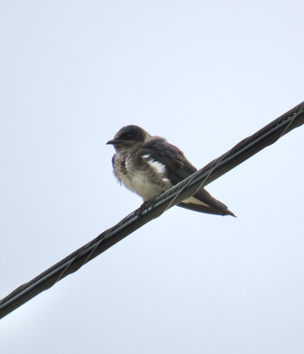 Purple Martin - Ann Tanner